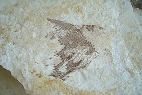 "Fossil Fish Tail" - Click for a bigger picture!