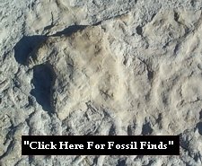 "Click here to see Fossil Finds"